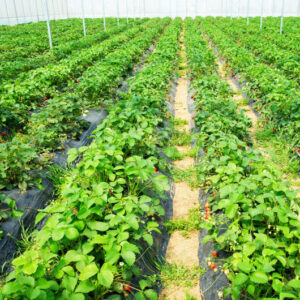 6.5 x 330/4 x 250/6 x 300 Feet Weed Barrier Landscape Fabric-4 ft – Color: Black – Size: 4 ft