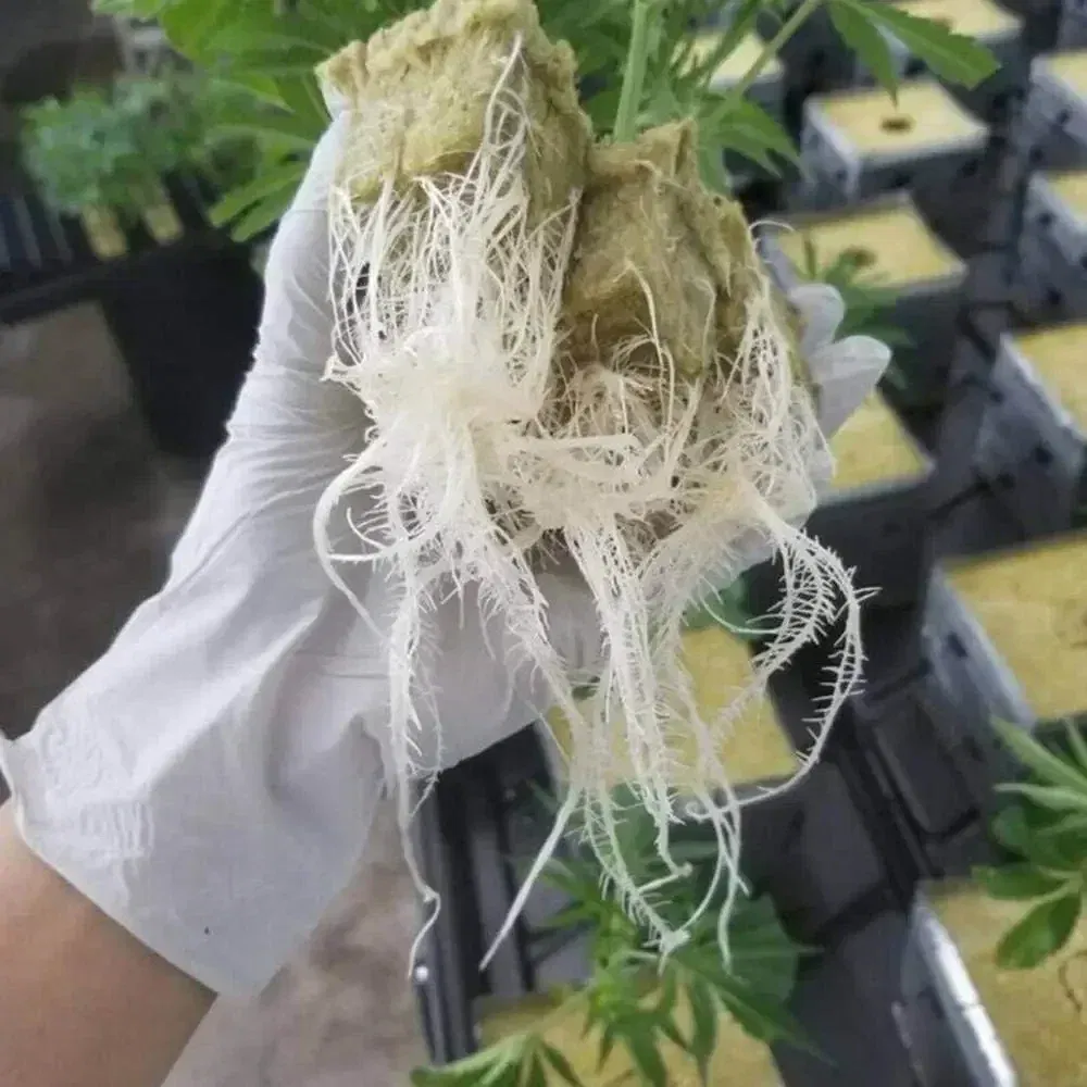 Color: Burgundy - Stonewool Hydroponic Grow Media Cubes Plant Cube Soilless Substrate Seeded Planting Spong Plug Seedling Block Garden Tools - Image 5
