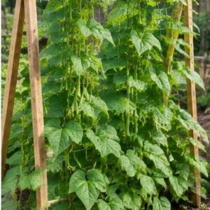 Plant Supports & Growing Accessories